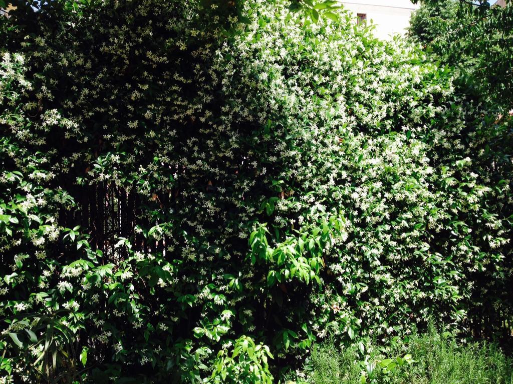La Casa Di Scarlett Bed & Breakfast Florence Ngoại thất bức ảnh